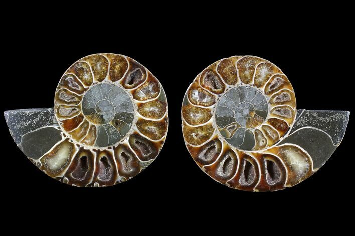 Cut & Polished Ammonite (Anapuzosia?) Pair - Madagascar #77325